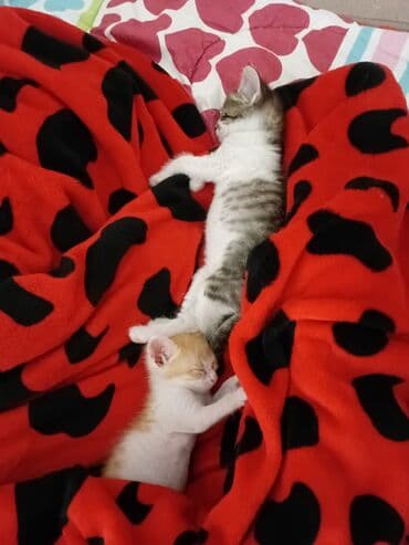 новорожденные котята: Два маленьких котенка с мягкой шерстью. Один котенок имеет окрас табби — 1