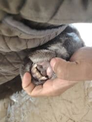 корова дойный: Продаю | Овца (самка) | Для разведения — 3