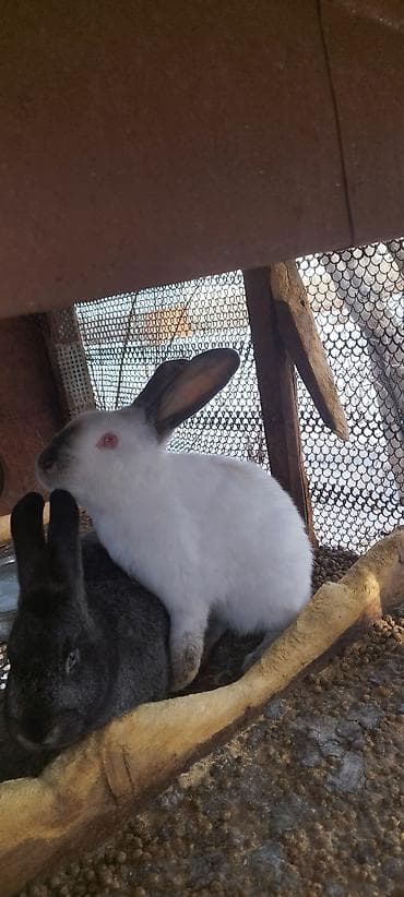 куплю мясо кролика: Продаю | Крольчиха (самка), Кролик самец — 4