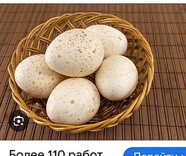 яицо брама: Индюшинные яйца широкогрука и смешанные Описание: - Натуральные яйца с — 1