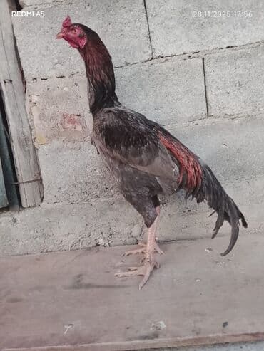 Аквариумдар: Сатам | Короздор | Тебиштирүүчү | Көбөйтүү үчүн — 4