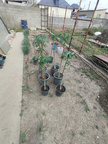 Папайя (Carica papaya) в горшках — саженцы для теплицы или зимнего