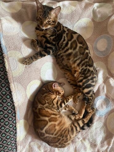 очень нужны: Друзья .Питомник бен гла мур с любовью предлагает вам котят — 8