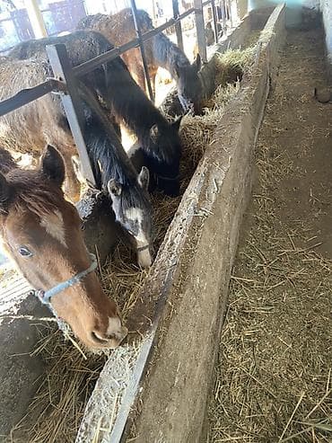 породистые бычки: Продаю | Жеребенок | Для разведения | Племенные — 2