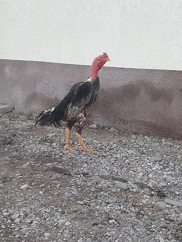 талас ат: Продаю | Куры — 6