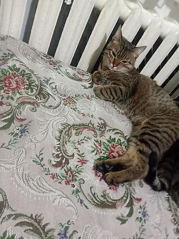 купить кота: Кошка даром: Беспородная, Мальчик, С прививками, Кастрирована, Приучена к лотку — 1