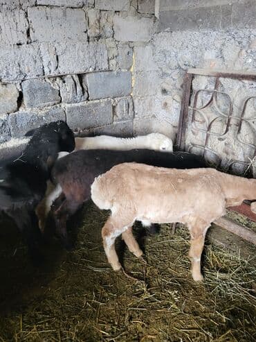 Продаю | Ягненок | Для разведения | Племенные, Осеменитель