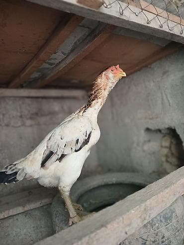 для курей: Продаю | Петух | Бойцовая | Для разведения — 6