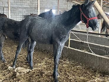авган кой: Продаю | Жеребенок, Кобыла (самка) | Английская | Для разведения, Для молока, Конный спорт | Племенные — 5
