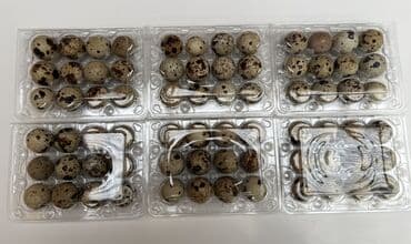 волнистые попугаи с клеткой: Перепелиные яйца: Перепелиные яйца в лотке: (Есть 12 штучный лоток и — 2