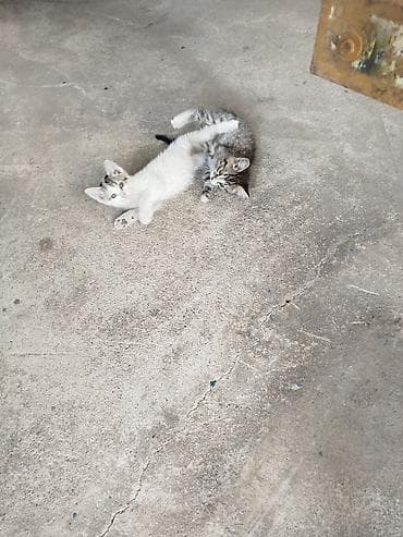 Кошки: Котята отдам даром Котята домашние, короткошёрстные. Самостоятельно — 2