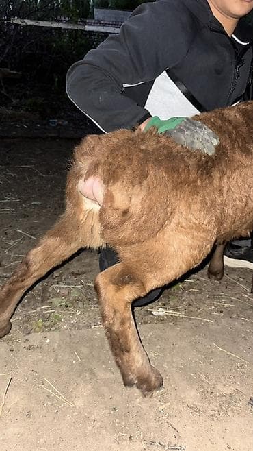 долан овцы: Продаю | Овца (самка), Ягненок, Баран (самец) | Арашан | Для разведения — 7