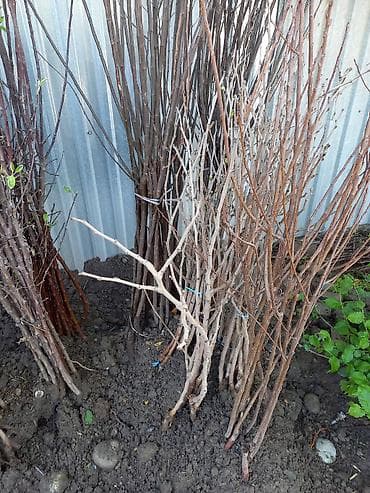 Предлагаются к продаже пучки саженцев растений. Саженцы представлены в