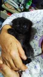 щенки стаффордширского терьера: Скотиш Фолд (Шотландская вислоухая), 2 месяца, Девочка, Белый, Приучена к лотку — 1