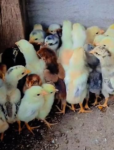 кызыл октябрь: Сатам | Инкубацияланган жумурткалар | Дакан — 7