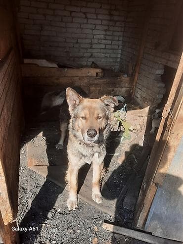 Ит бекер берем: Одам даром двух сабак адин кабель и адна самка — 4