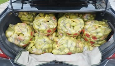 арбуз семена: Яблоки В розницу — 1