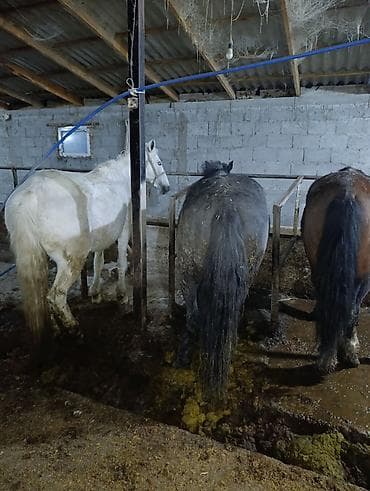 Продаю | Кобыла (самка) | На забой