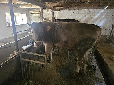 Продаю | Бык (самец) | На откорм | Привязанные