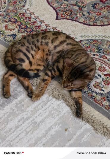 мейн кун бишкек питомник lyubushka купить котенка цена: Бенгальская, 1 год, Мальчик, Шоколадный, Проглистована — 1