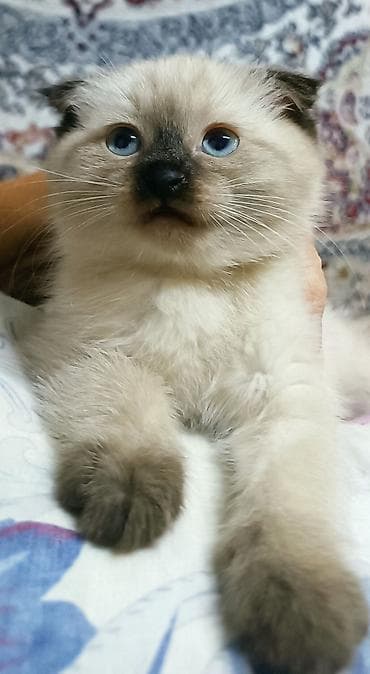 пойнтер: Котенок - Окрас: кремовый с темной мордочкой и чёрный. - Глаза — 1
