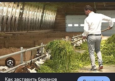 мектепке кийим: Ищем рабочего для роботы кормления баранов платим 50к есть жилье для — 2