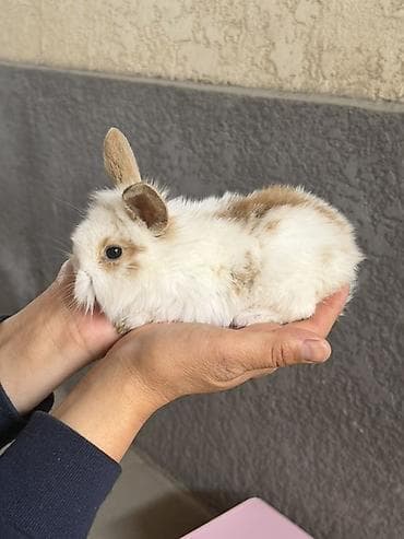 яйца фазан: Карликовые декоративные кролики (пуховые, «львиноголовые» типы) — 2