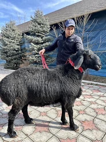 иттер ош: Сатам | Кочкор (эркек) | Арашан | Көбөйтүү үчүн | Асыл тукумдуу — 1