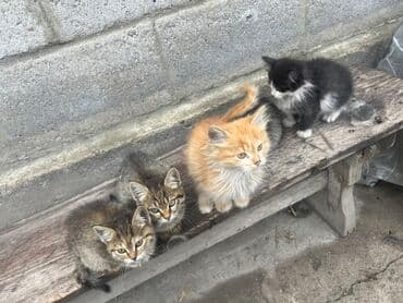 корм для кошек и котят: Мышык бекер берилет: Породасыз, 2 айлык, Ургаачы, Лотокко барууга үйрөтүлгөн — 9