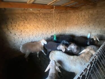 сколько стоит корова дойная: Продаю | Баран (самец) — 6