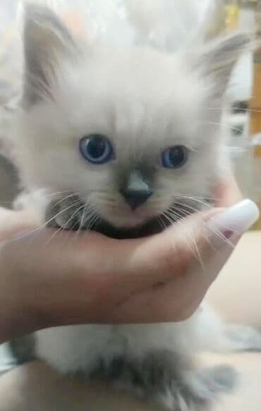 декоративные кролики: Скотиш Страйт (Шотландская прямоухая), 2 месяца, Девочка, Лиловый, Приучена к лотку — 2