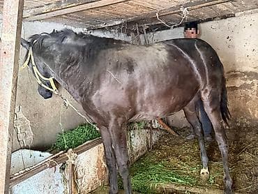 собака такса щенок: Продаю | Кобыла (самка) | Рабочий — 3
