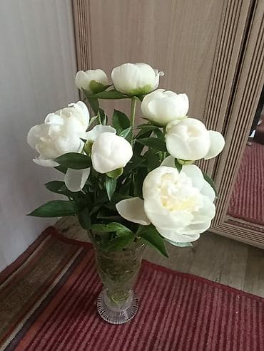 торф для цветов: Пионы белые, со своего сада, для букетов. цена от 100с/шт — 7