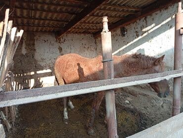 сумка для кошки: Продаю | Кобыла (самка) — 1