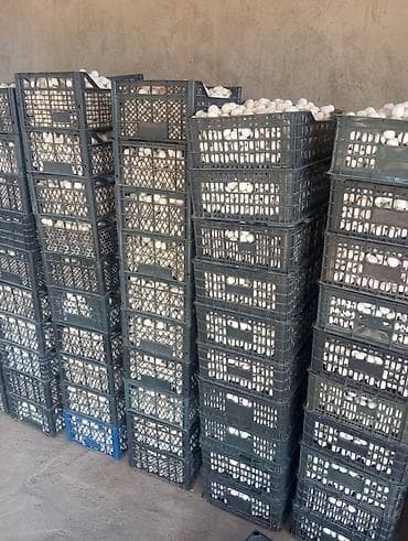 обувные полки бишкек: Курут сатылат оптом розница — 2