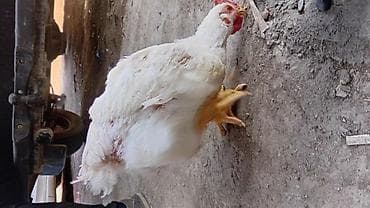 для бройлеров: Продаю | Куры | Бройлерная | На забой — 4