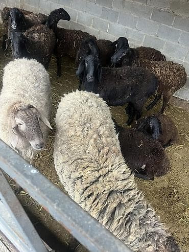куплю бараны: Продаю | Овца (самка) | Для разведения | Матка — 2