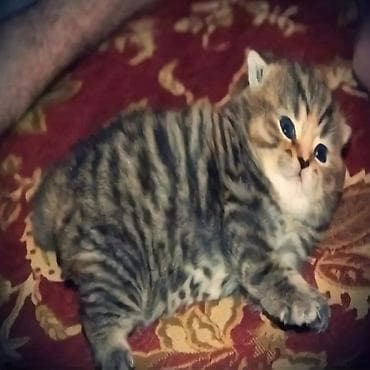 Ищу котенка в добрые руки! 🐾 (Бишкек) Возьму в семью здорового и