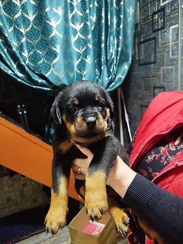 ротве: 🐾Щенки породы ротвейлер.🐾 - Окрас: классический чёрный с чёткими — 2