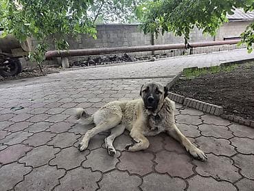 корма для собак: Собака даром: Алабай, 1 год, Самец, С прививкой — 4