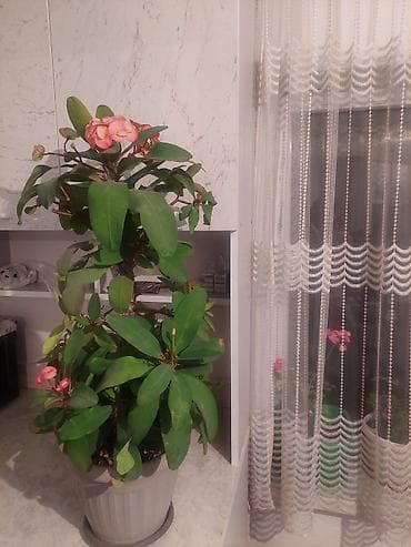 купить пальму: Продаю комнатный цветок молочай 1000с г Каракол — 1