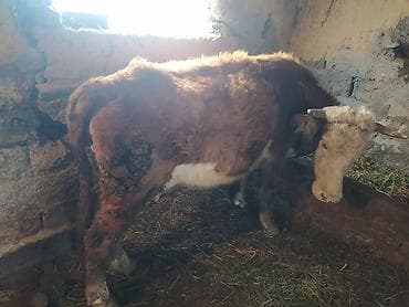 Аквариумы: Продаю | Корова (самка) | Полукровка | Для разведения | Нетель — 2