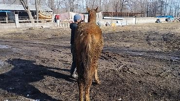 талас дакан: Продаю | Кобыла (самка) | Полукровка, Першерон, Дончак | На забой, Для разведения, Конный спорт | Племенные, Осеменитель, Мерин — 3