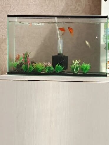 водоросли для аквариума купить: Приму в дар: аквариум (можно с небольшой трещиной), экзотических — 2