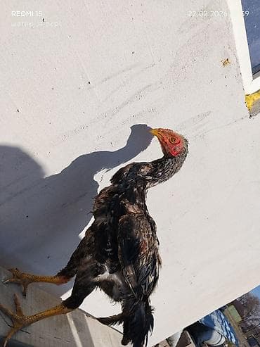 купить живого петуха: Продаю | Петух | Бойцовая | Для разведения — 2