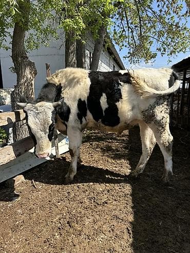 хаски кара балта: Продаю | Бык (самец) | Симментальская | Для разведения | Племенные — 1