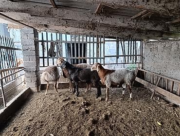 С/х животные и товары: Продаю | Баран (самец) | Арашан | Для разведения — 2