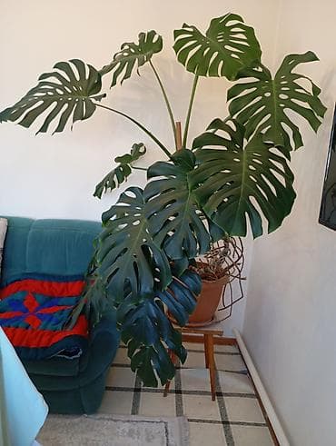 Монстера делициоза (Monstera deliciosa), крупное комнатное растение -