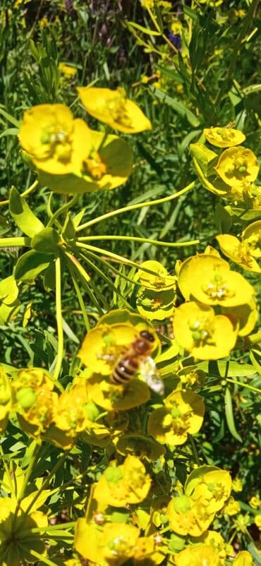 уголь в мешке: Мёд оптом — 3