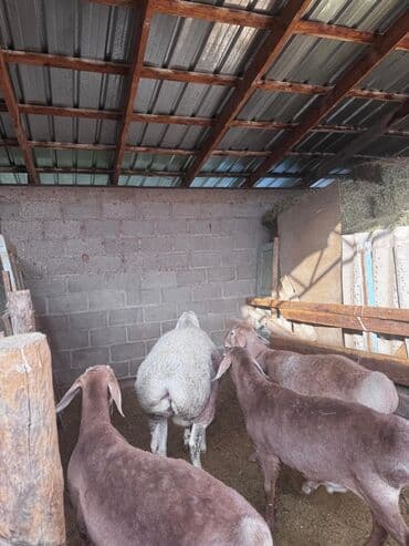 купить немецкую овчарку в бишкеке: В продаже породистый баран
Арашан
цена 92000сом — 3